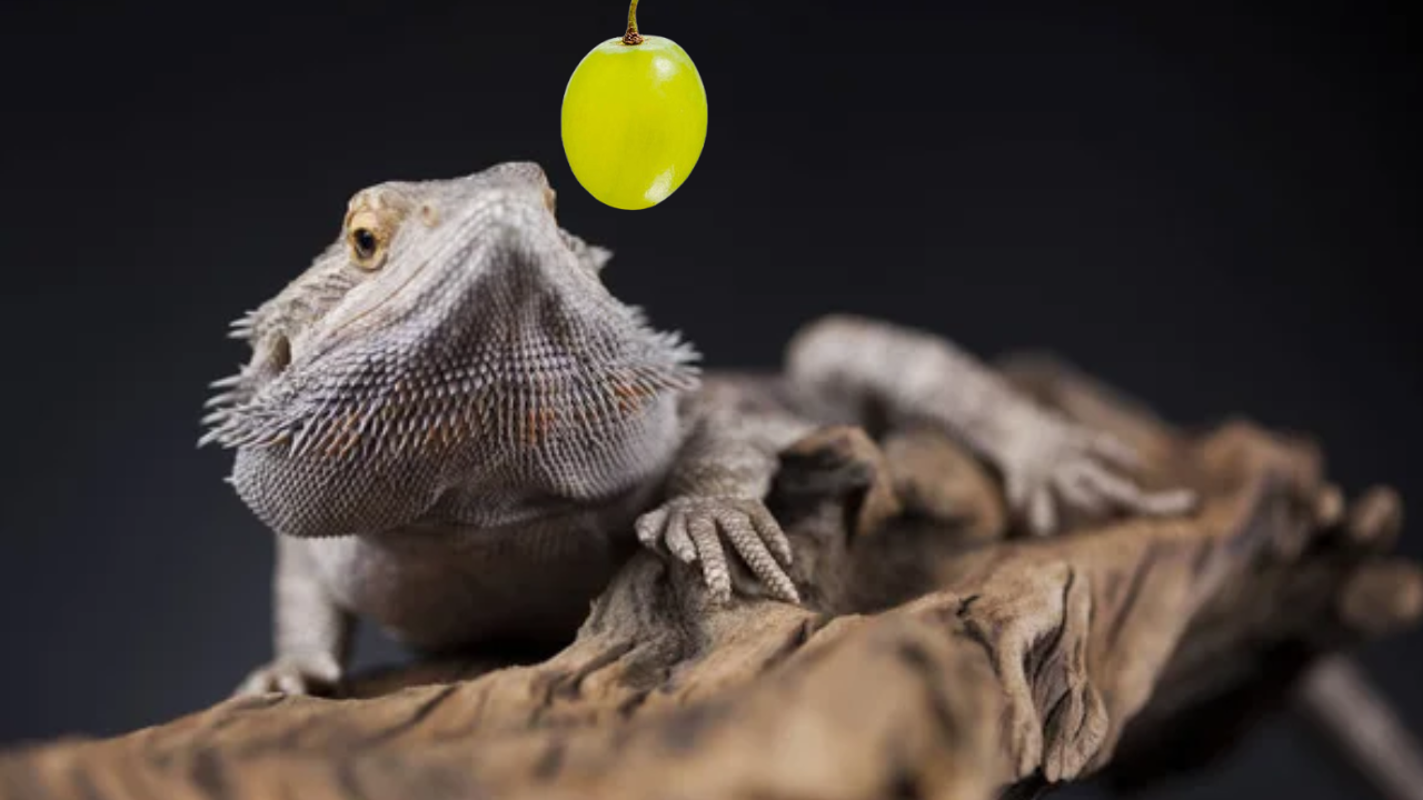Can Bearded Dragon Eat Grapes? - TopFlight Dubia