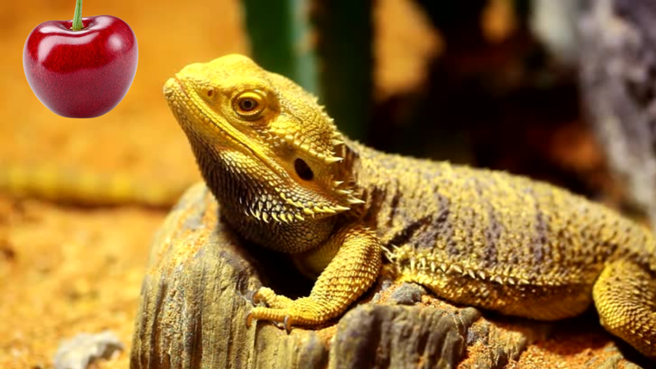 Serene Can Bearded Dragons Have Cherries Landscape for Mobile Serene Can Bearded Dragons Have Cherries Landscape for Mobile