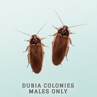 Shop Adult Breeding Colonies: Male Only