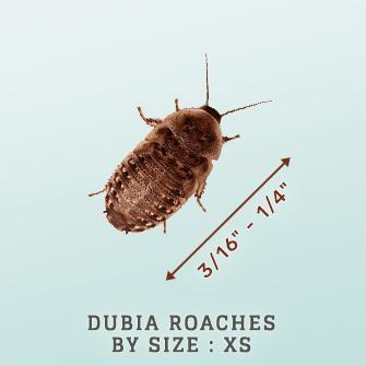 Shop Dubia Roaches by Size: Extra Small