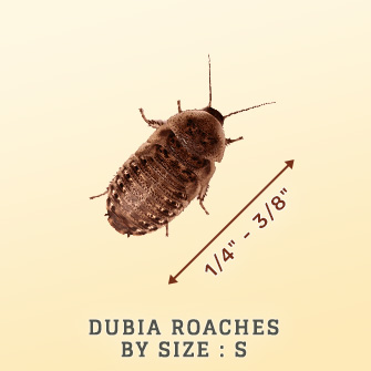 Shop Dubia Roaches by Size: Small