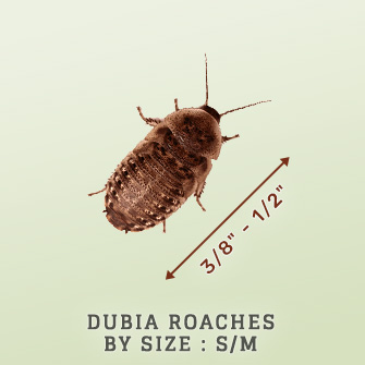 Shop Dubia Roaches by Size: Small Medium