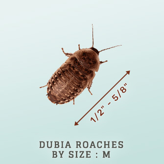 Shop Dubia Roaches by Size: Medium