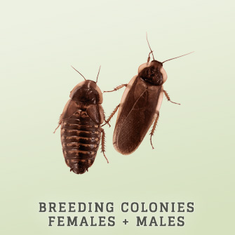 Shop Adult Breeding Colonies: Male and Female