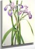 Blueflag Iris (Iris Versicolor) By Mary Vaux Walcott