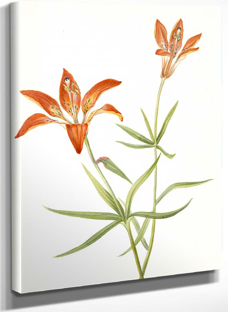 Lilium Montanum & Digitalis flower リトグラフ Lily (Lilium Montanum) By Mary Vaux Walcott