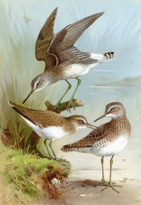 Sandpipers By Archibald Thorburn