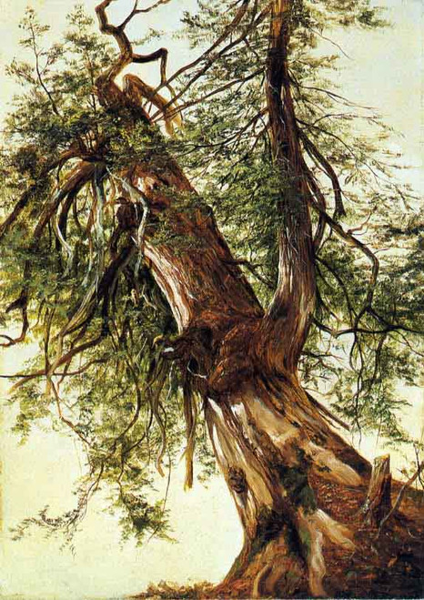 Study Of A Cedar By David Johnson