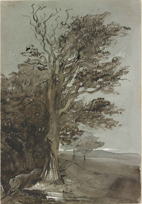 Study Of A Tree And Landscape By Francis Danby