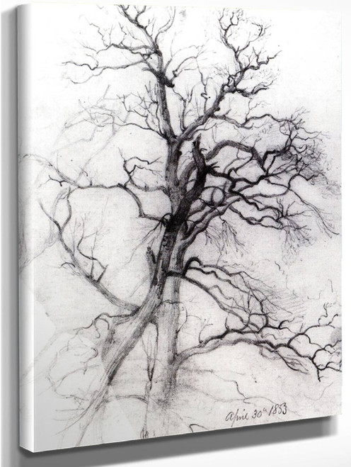 Study Of A Tree By William Trost Richards