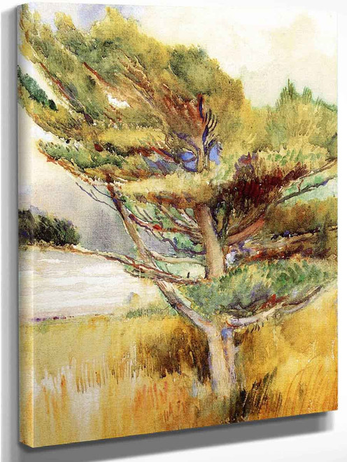 Windswept Pine By Annie G. Sykes