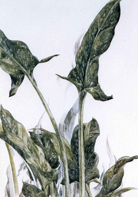 Yellow Calla Lily Leaves By Charles Demuth By Charles Demuth