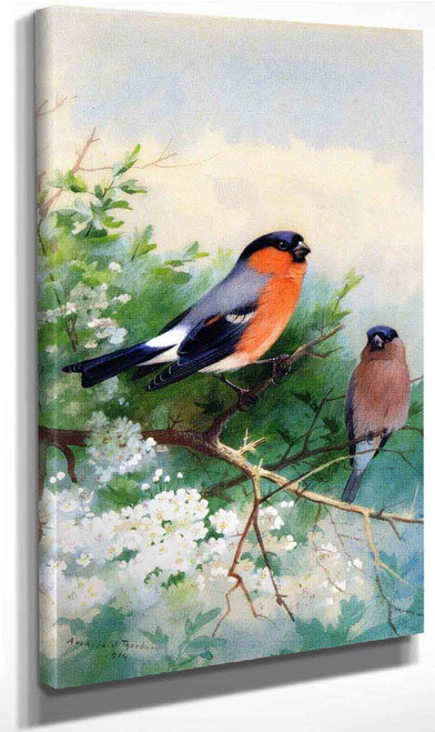 A Pair Of Bullfinches By Archibald Thorburn