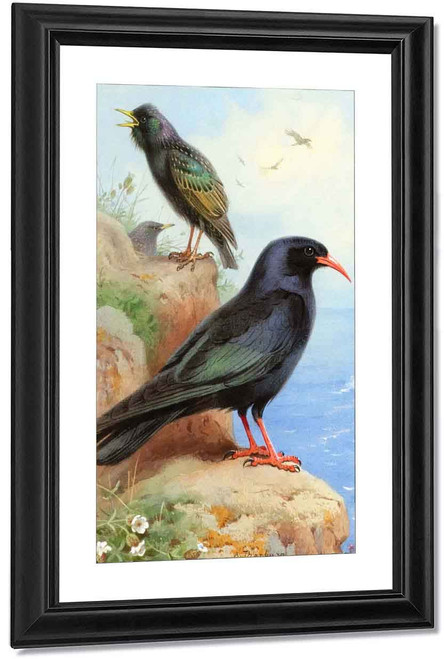 A Rock Starling And A Common Cough By Archibald Thorburn