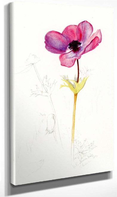 Anemone By Henry Roderick Newman