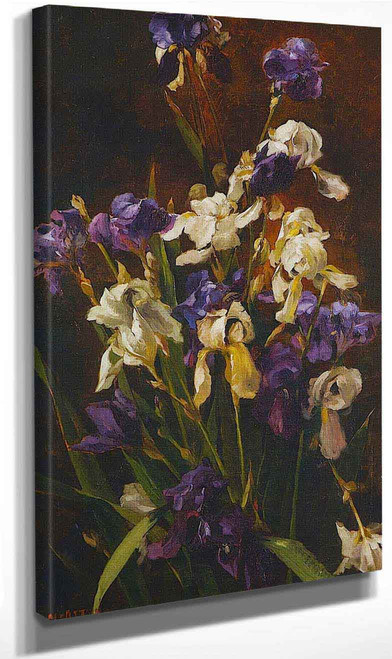 Irises By Mathias J. Alten By Mathias J. Alten