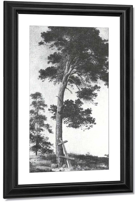Pine On The Valaam By Paul Signac