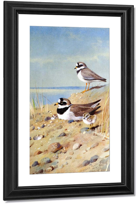 Ringed Plover And Their Young On The Shore By Archibald Thorburn