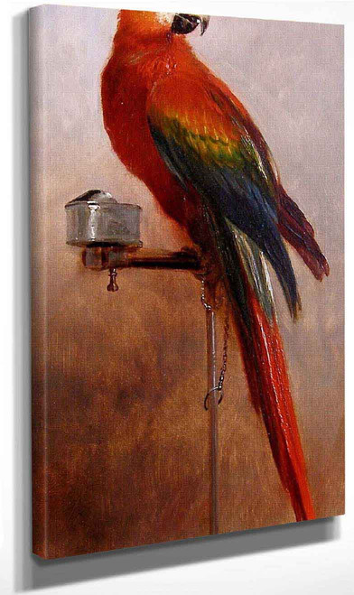 Study Of A Parrot By George Vicat Cole