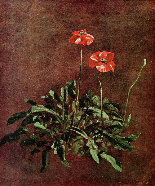 Study Of Poppies By John Constable By John Constable