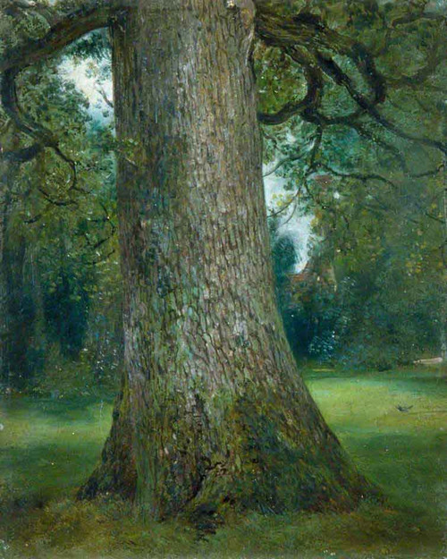 Study Of The Trunk Of An Elm Tree By John Constable By John Constable
