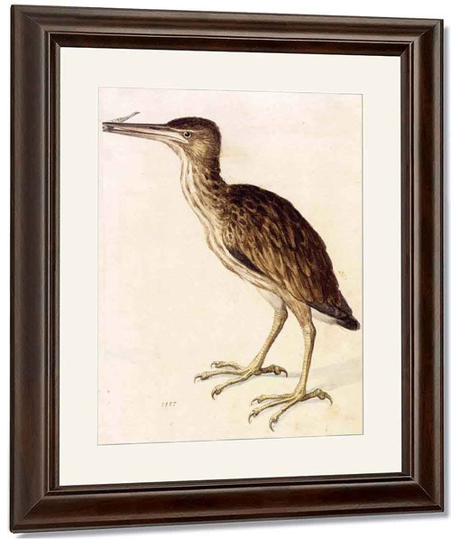 Young Little Bittern By Giuseppe Arcimboldo