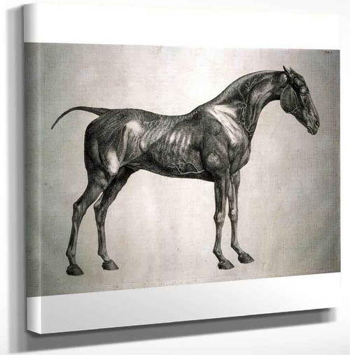 The Anatomy Of A Horse By George Stubbs Art Reproduction