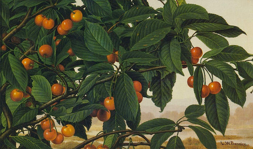 Cherries On A Bough By Levi Wells Prentice By Levi Wells Prentice