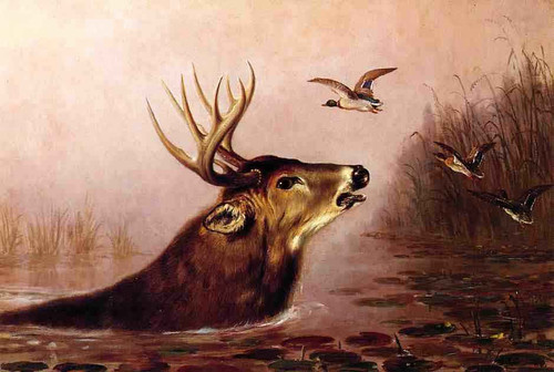 Deer In Marsh By Arthur Fitzwilliam Tait