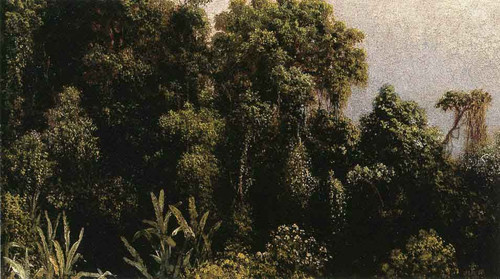 Forest Study, Brazil By Martin Johnson Heade