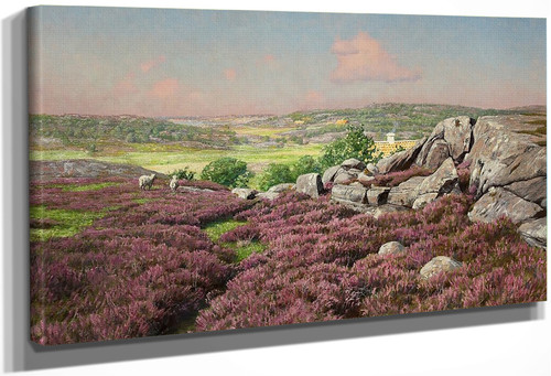 Heather Clad Cliffs With Sheep By Johan Krouthen