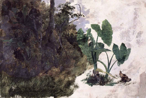 Hojas De Mafafa By Jose Maria Velasco Hojas De Mafafa By Jose Maria Velasco