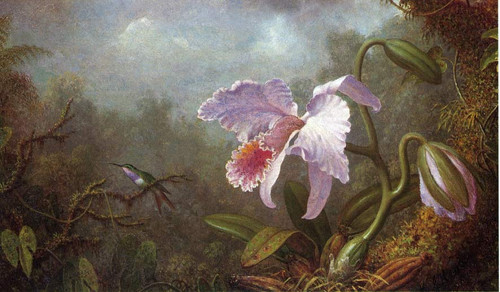 Hummingbird And Orchid By Martin Johnson Heade