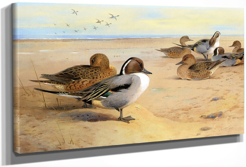 Pintail Ducks By Archibald Thorburn