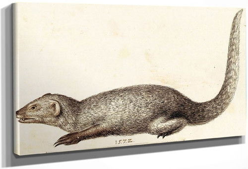 Study Of An Indian Mongoose By Giuseppe Arcimboldo
