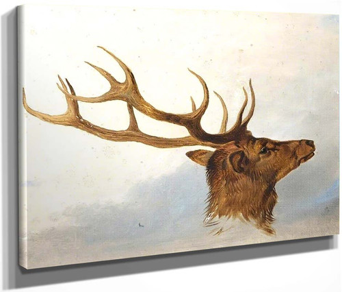 Head Of A Stag (Profile To Right) By Richard Ansdell(English, 1815 1885)