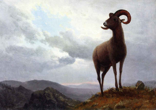 Long Horned Sheep By Albert Bierstadt By Albert Bierstadt Long Horned Sheep By Albert Bierstadt By Albert Bierstadt