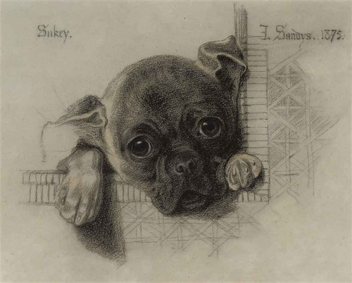 Study Of Sukey, A Pug Puppy By Anthony Frederick Sandys