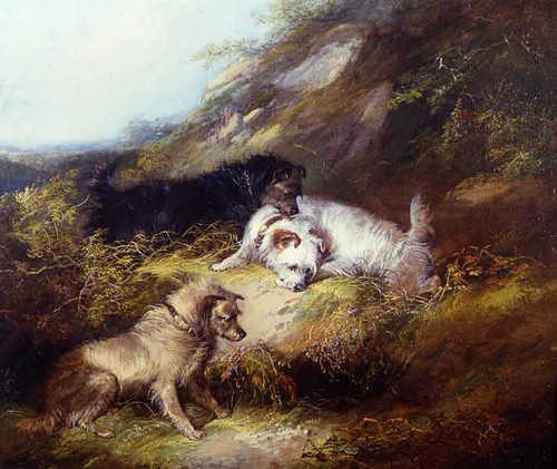 Terriers Rabbiting By George Armfield