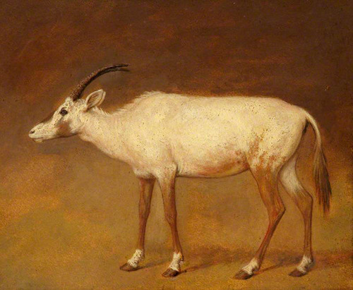 White Antelope By Jacques Laurent Agasse By Jacques Laurent Agasse