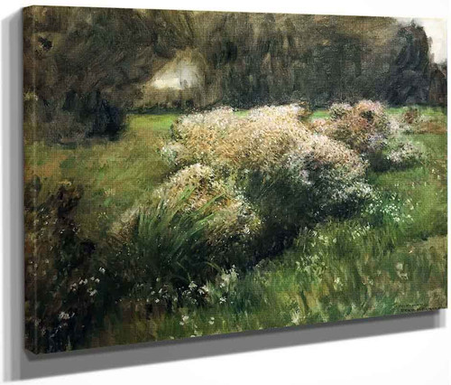 Wild Asters, Study By Dennis Miller Bunker