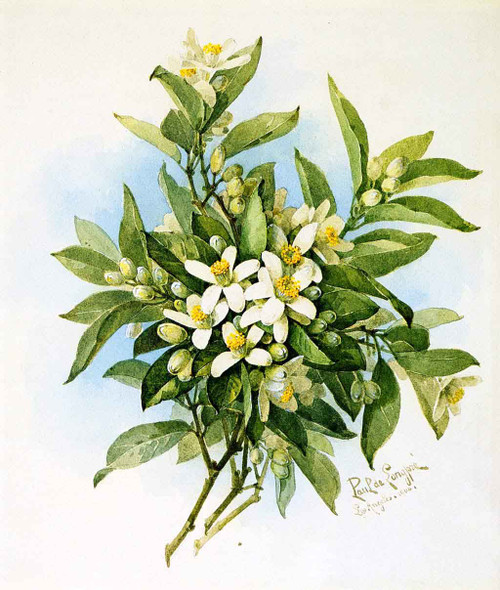 Orange Blossoms By Raoul De Longpre By Raoul De Longpre