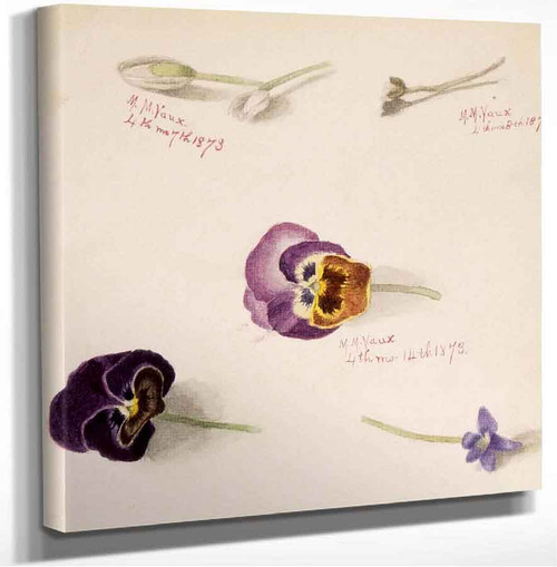 Flower Study Vi Mary Vaux Walcott