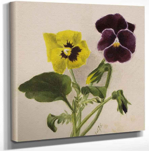 Pansies 1 Mary Vaux Walcott