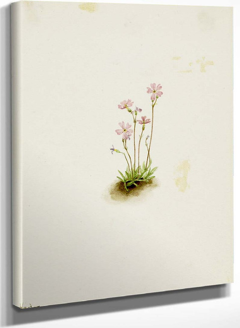 Alberta Primrose (Primula Maccalliana) By Mary Vaux Walcott
