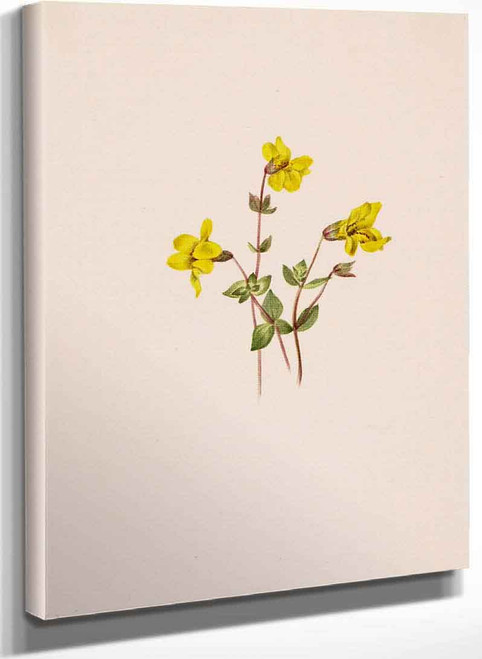 Alpine Monkey Flower (Mimulus Caespitosus) By Mary Vaux Walcott