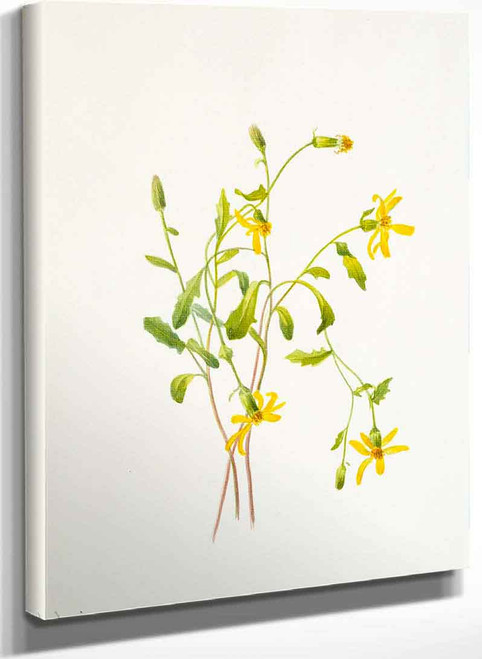 Alpine Ragwort (Senecio Species) By Mary Vaux Walcott