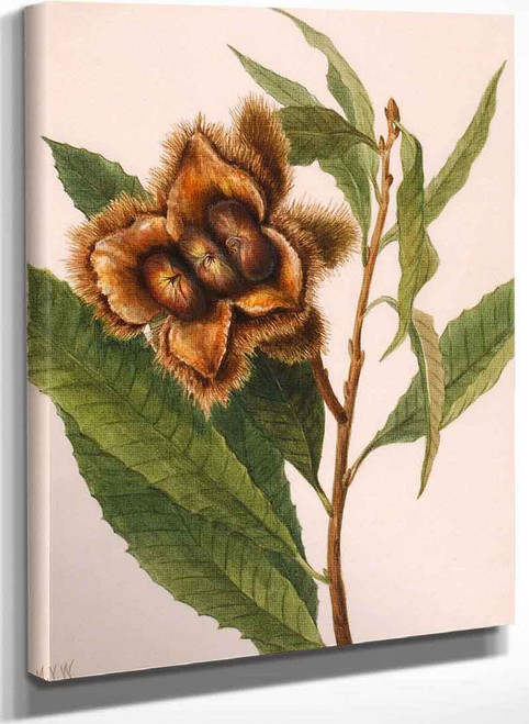 American Chestnut (Castanea Dentata) By Mary Vaux Walcott