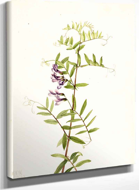 American Vetch (Vicia Americana) By Mary Vaux Walcott