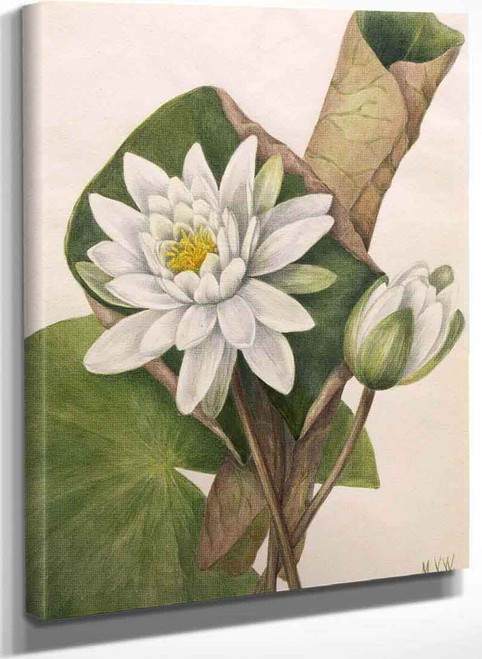 American Waterlily (Castalia Odorata) By Mary Vaux Walcott